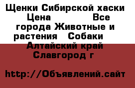 Щенки Сибирской хаски › Цена ­ 18 000 - Все города Животные и растения » Собаки   . Алтайский край,Славгород г.